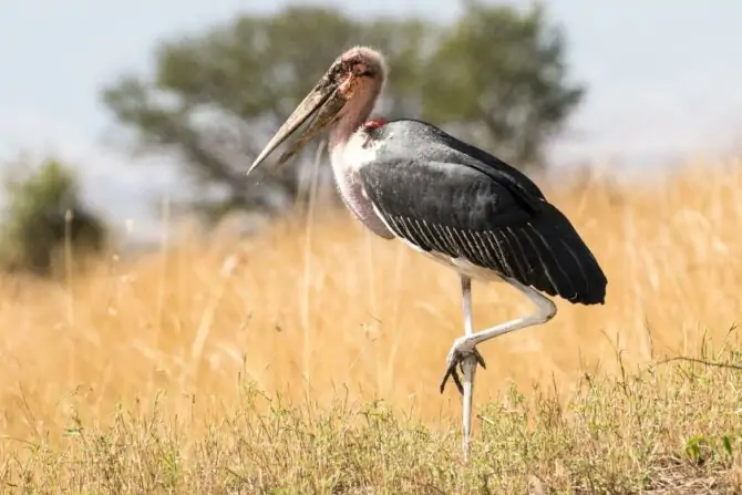 Marabou Stork (Leptoptilos crumenifer)