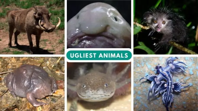 Ugly Animals: 20 Ugliest Animals In The World, With Pictures