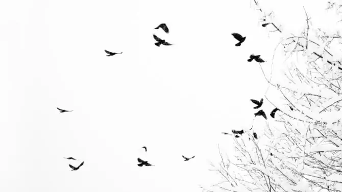 Why Do Birds Fly In Circles? (10 Reasons For This Behavior)