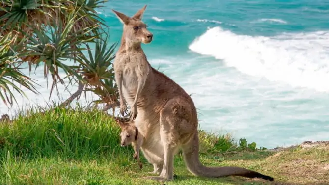 Wildlife In Australia – Discover Native Animals In Australia