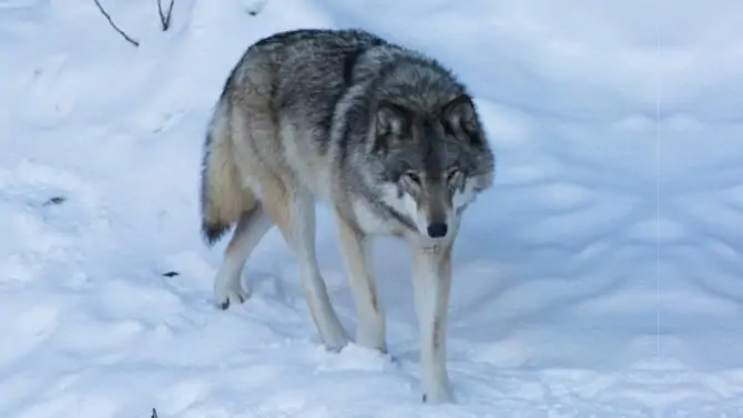 Worlds Largest Wolf Ever Recorded