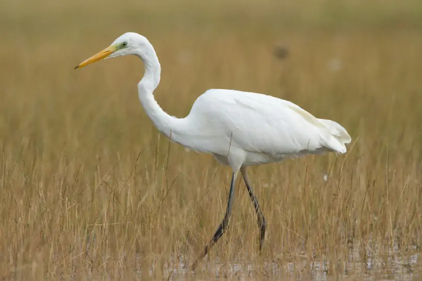 Great White Egret (Ardea Alba)