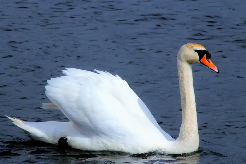 Mute Swan (Cygnus olor)