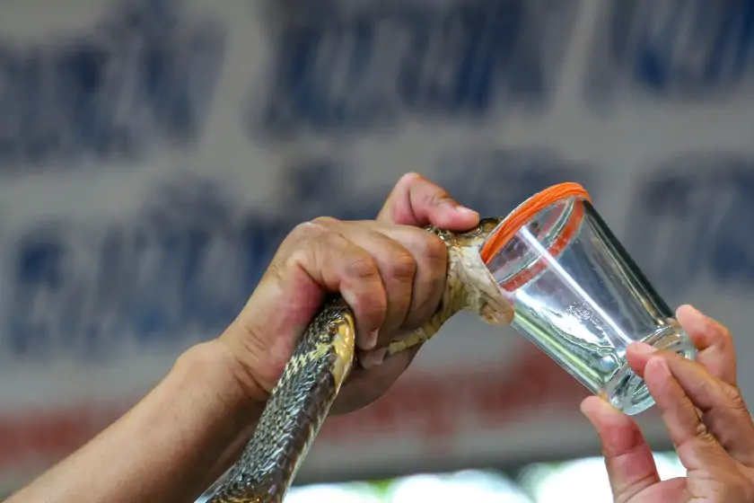 Person Milking Cobra Snake Venom