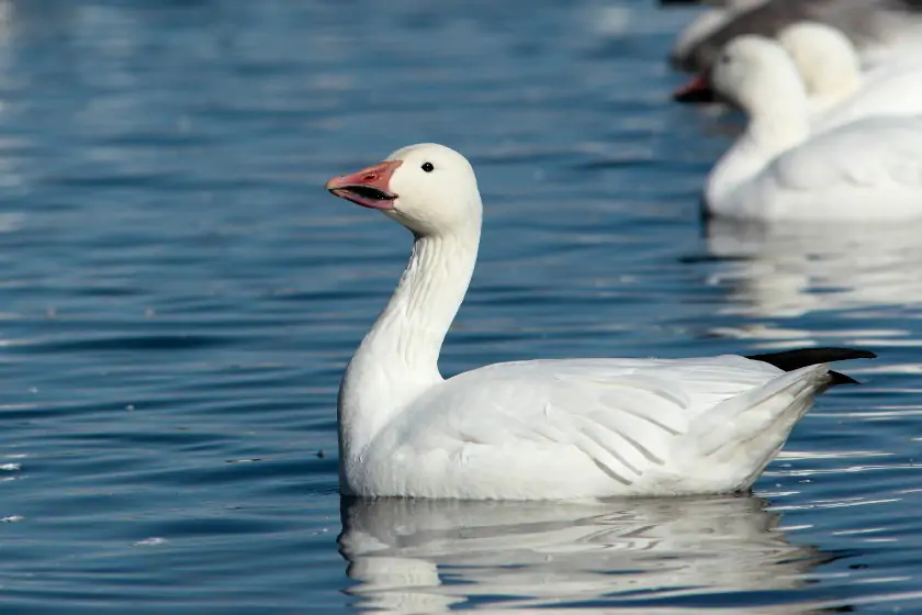 Snow Goose (Anser caerulescens)