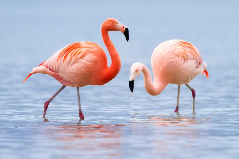 Two Flamingos (Phoenicopteridae) in Water