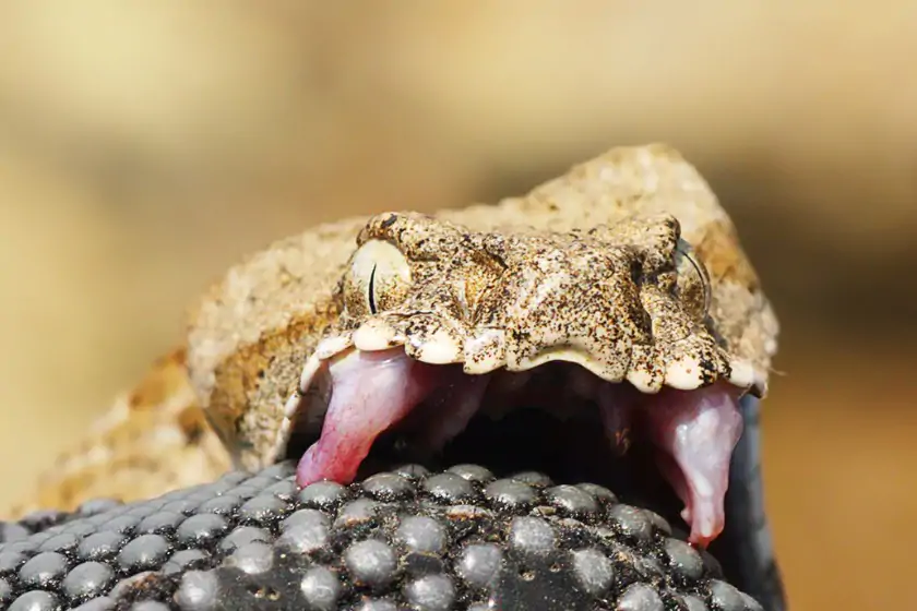 Venomous Snake Bits
