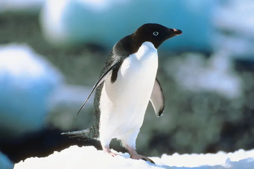 Adelie Penguin (Pygoscelis adeliae)