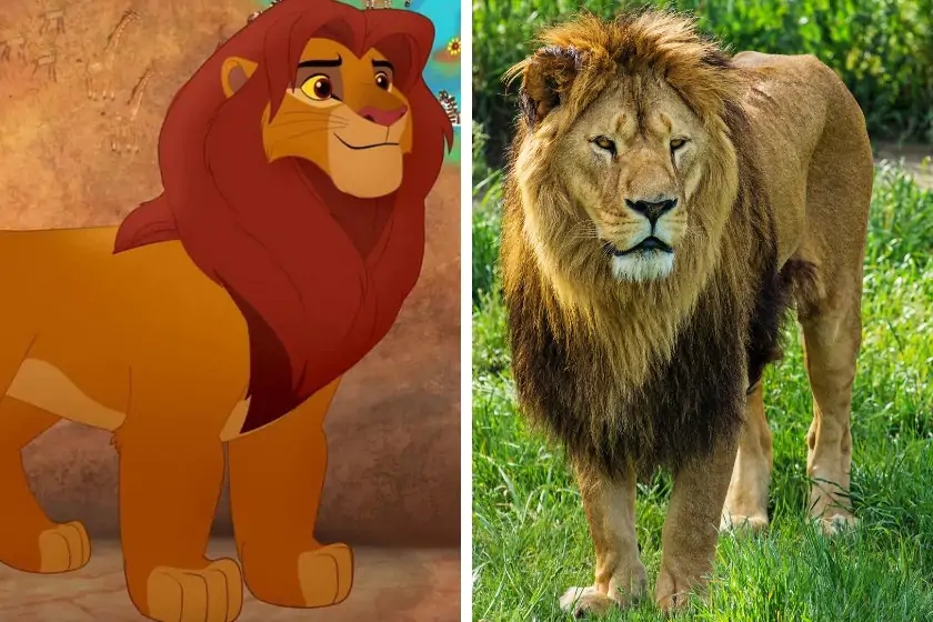 20 Animals In Lion King Movie You Should Know In Real Life
