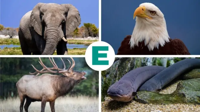 15 Smartest Animals In The World Ranked By Intelligence