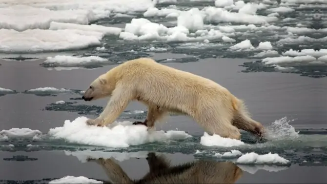 Top 10 Animals Affected By Climate Change - Animal Vivid