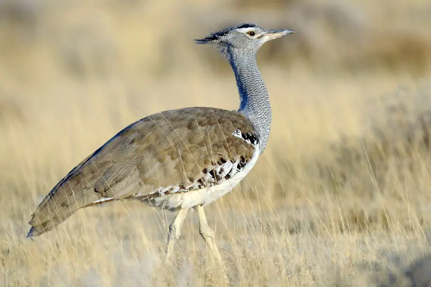 Arabian Bustard