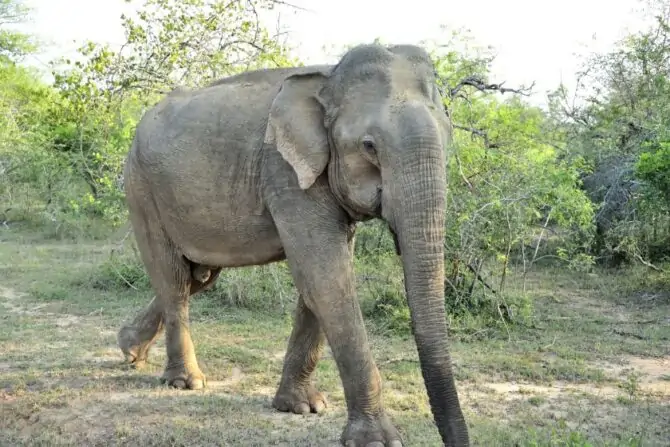 Asian Elephant (Elephas maximus)