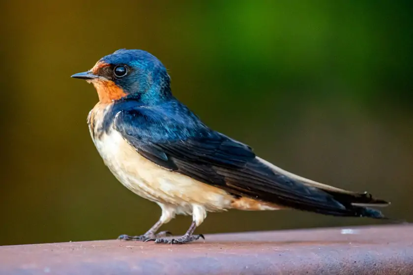 Barn Swallow (Hirundo rustica)