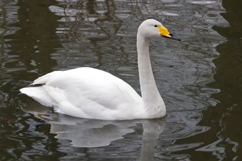 Bewick’s Swan (Cygnus bewickii)