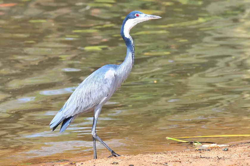 Black-headed Heron (Ardea melanocephala)