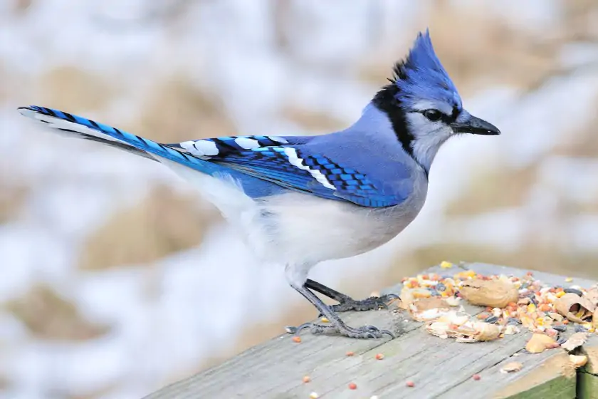 Blue Jay (Cyanocitta cristata)
