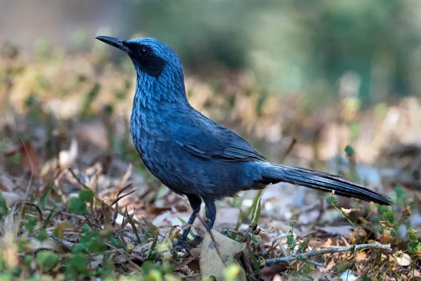 Blue Mockingbird (Melanotis caerulescens)