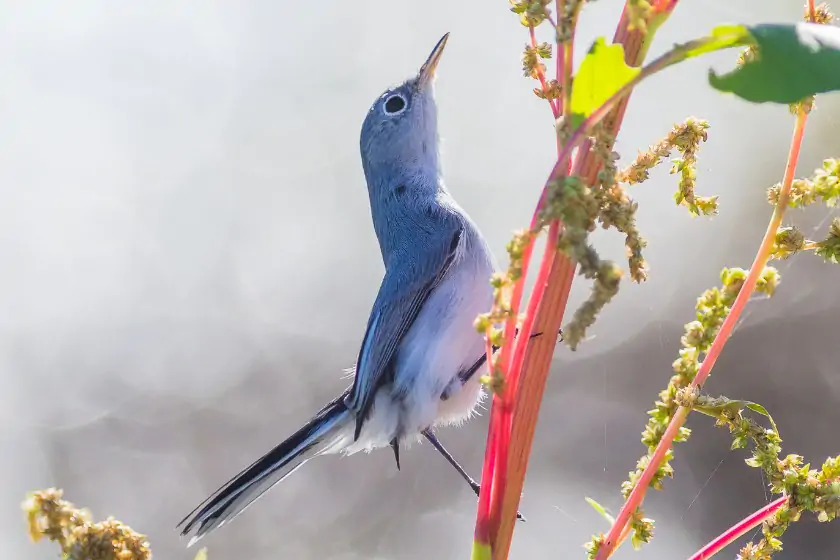 Blue-gray Gnatcatcher (Polioptila caerulea)