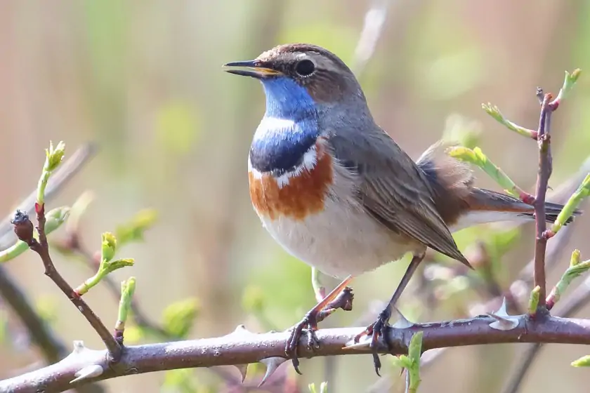 Bluethroat (Luscinia svecica)