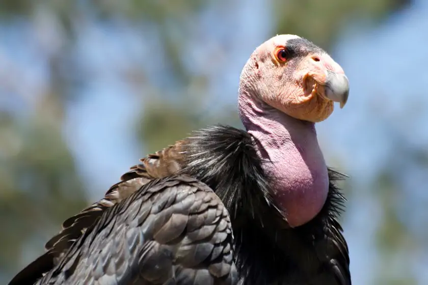 California Condor (Gymnogyps californianus)