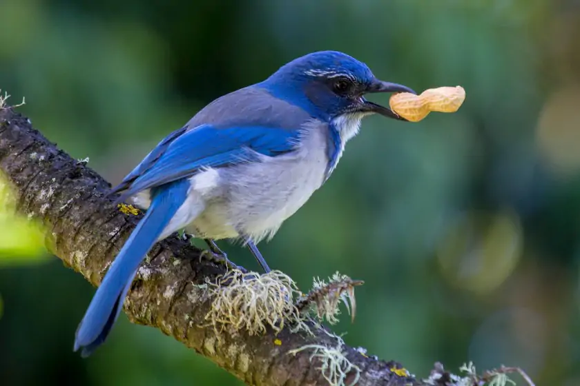 California Scrub Jay (Aphelocoma californica)