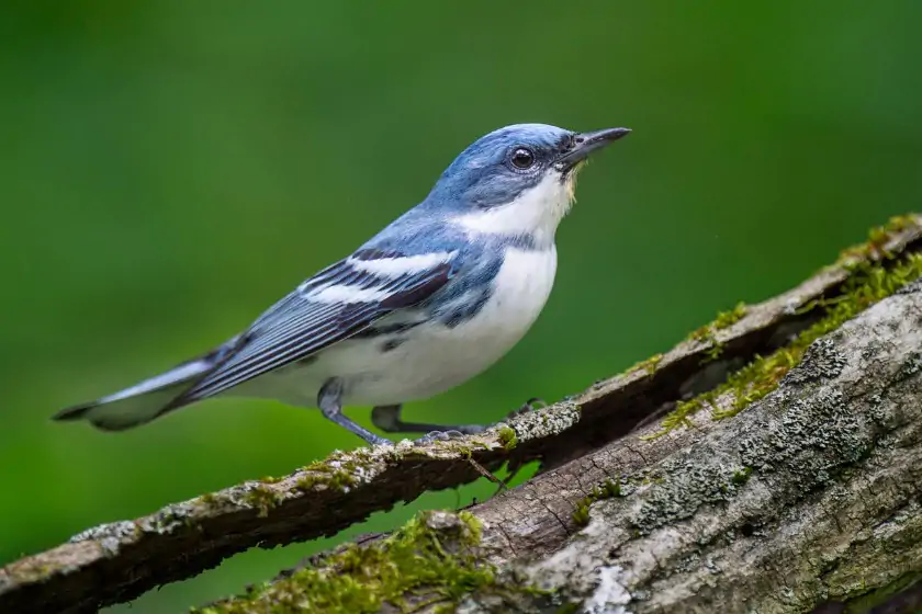 Cerulean Warbler (Setophaga cerulea)