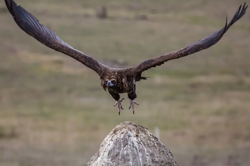 Cinereous Vulture in flight