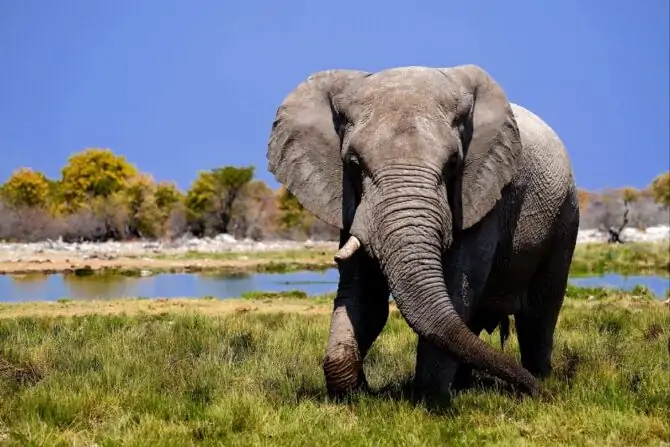 Close Up Elephant in Nature