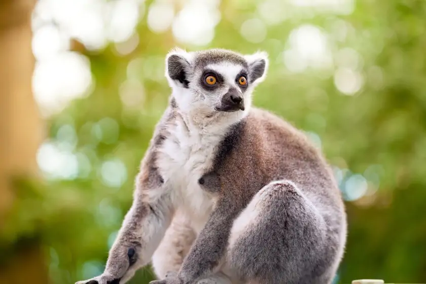 Close Up Lemur in Nature