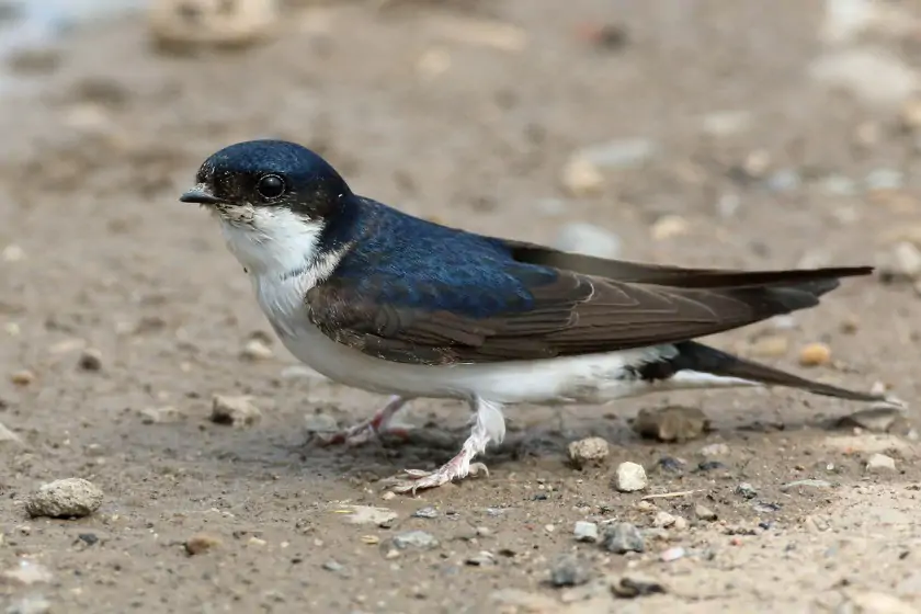 Common House-Martin (Delichon urbicum)