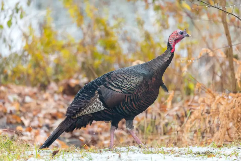 Eastern Wild Turkey (Meleagris gallopavo)