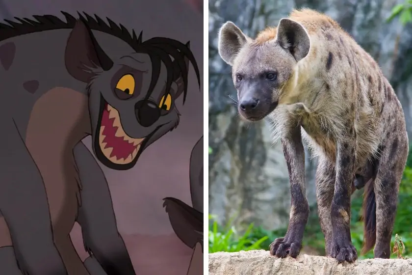 20 Animals In Lion King Movie You Should Know In Real Life