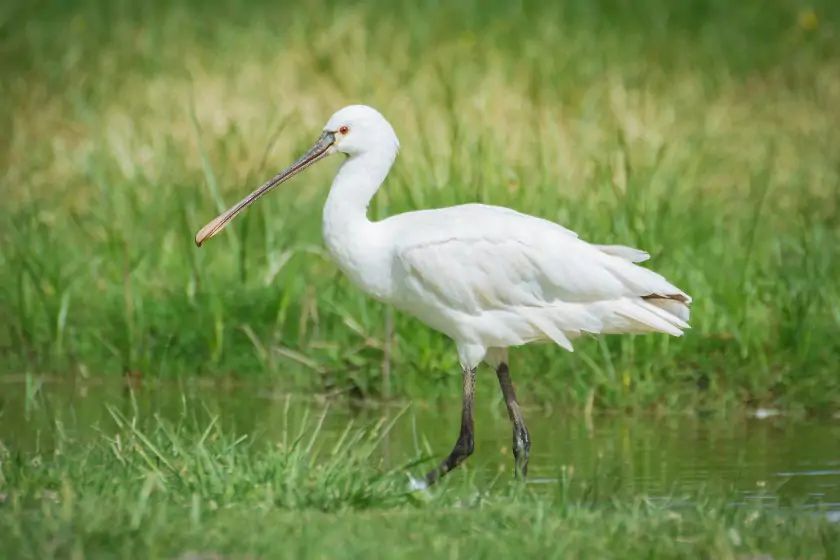 Eurasian Spoonbill (Platalea leucorodia)