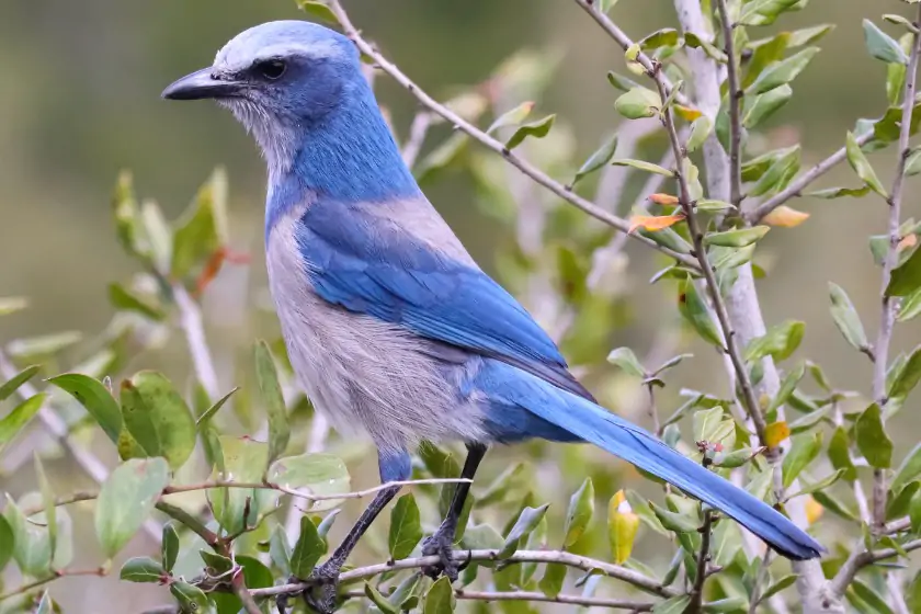 Florida Scrub Jay (Aphelocoma coerulescens)