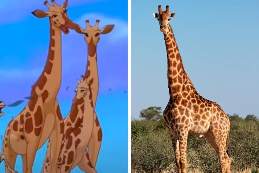 Giraffes in Lion King