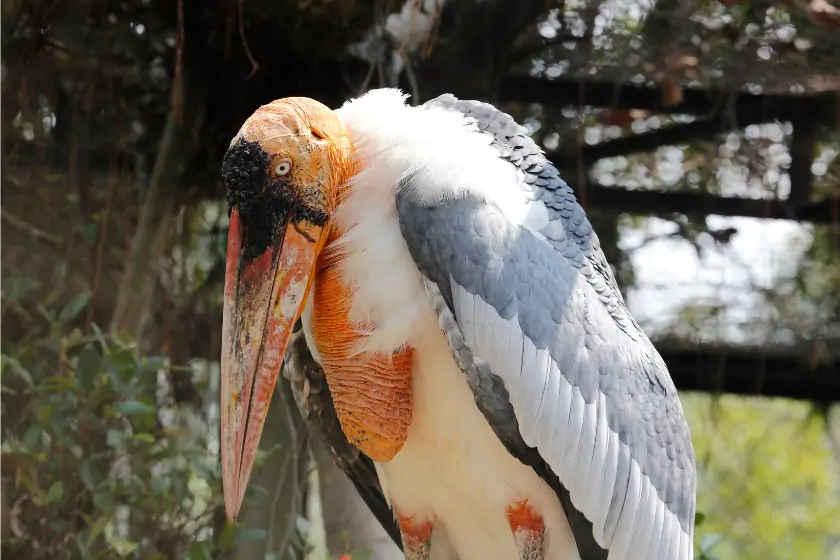 Greater Adjutant (Leptoptilos dubius)