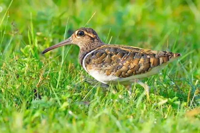 Greater Painted Snipe (Rostratula benghalensis)