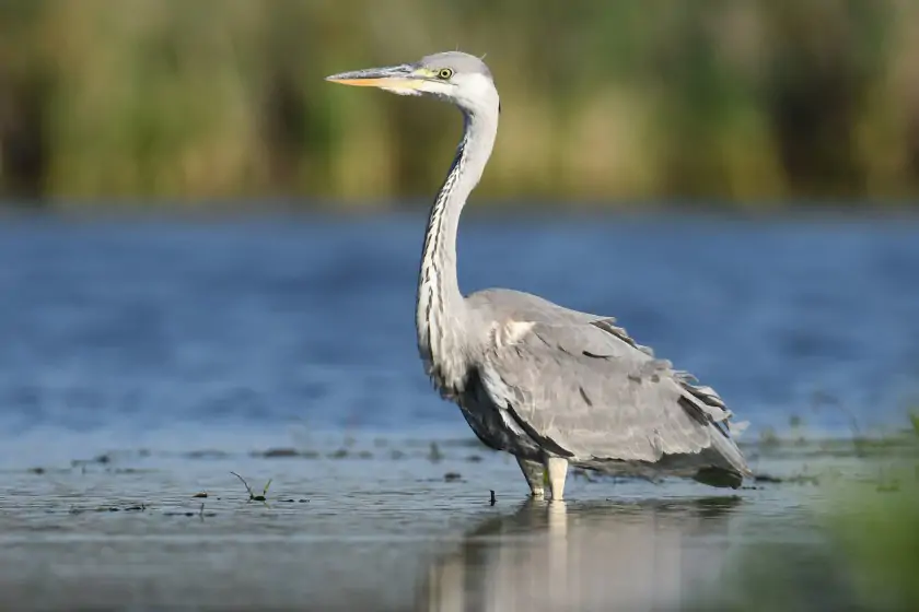 Grey Heron (Ardea cinerea)