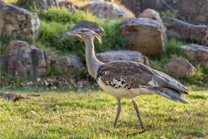 Kori Bustard (Ardeotis Kori)