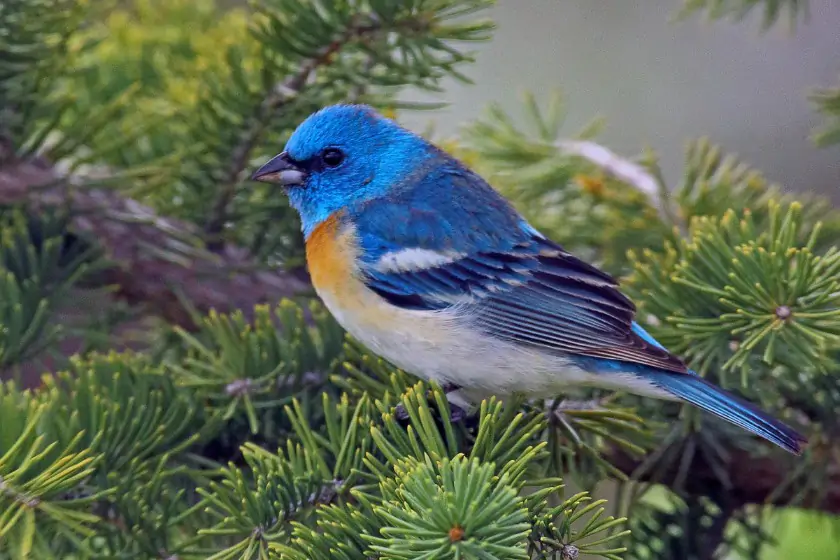 Lazuli Bunting (Passerina amoena)
