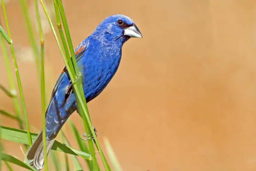 Male Blue Grosbeak (Passerina caerulea)