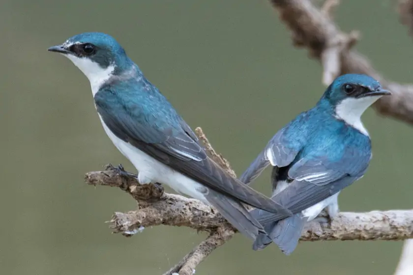 Mangrove Swallow (Tachycineta albilinea)