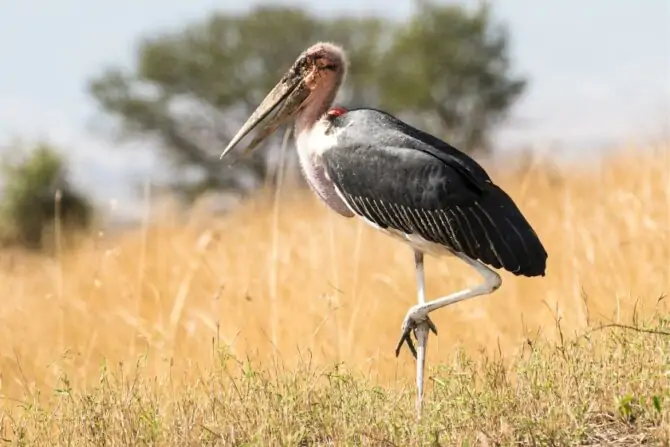 Marabou Stork (Leptoptilos crumenifer)