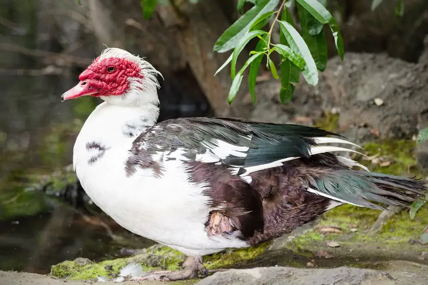 Muscovy Duck (Cairina Moschata)