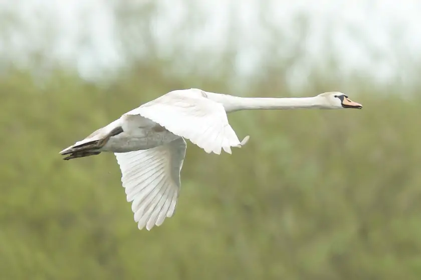 Mute Swan Flying