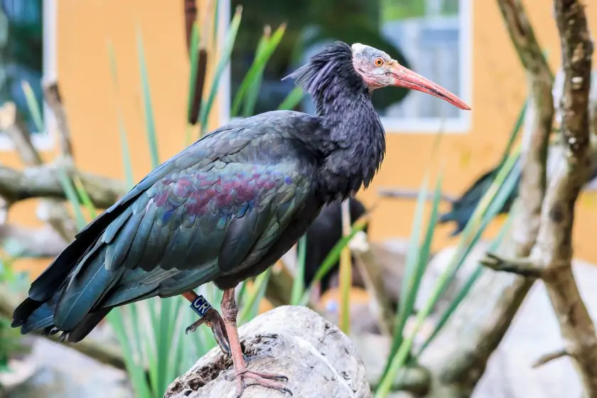 Northern Bald Ibis (Geronticus eremita)
