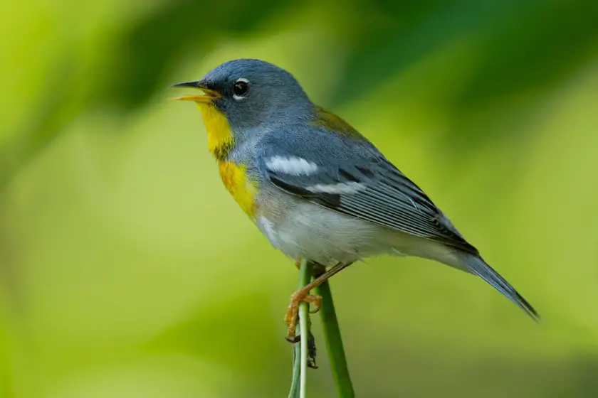 Northern Parula (Setophaga americana)