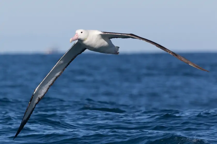 Northern Royal Albatross Flying Over Sea