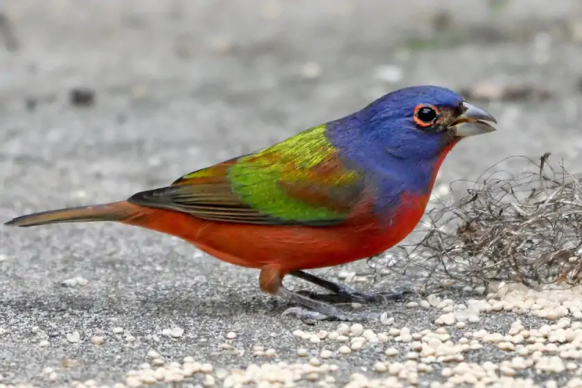 Painted Bunting (Passerina ciris)